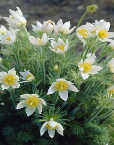 Dedițel ´Pinwheel White´