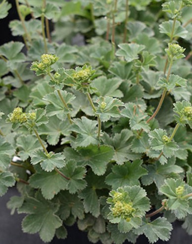 Alchemilla ´Alma´