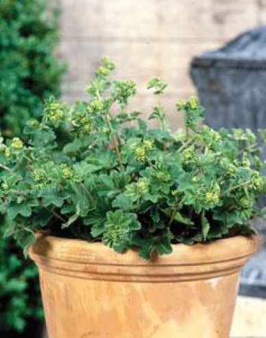 Alchemilla ´Alma´
