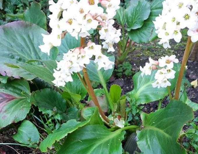 Bergenia Bressingham Alb