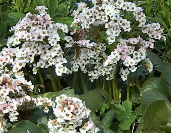 Bergenia Bressingham Alb
