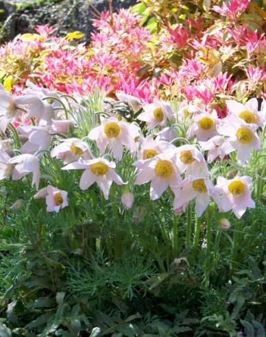 Dedițel ´Pinwheel White´