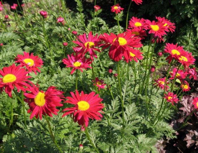 Margaréta ´Robinson´s Red´