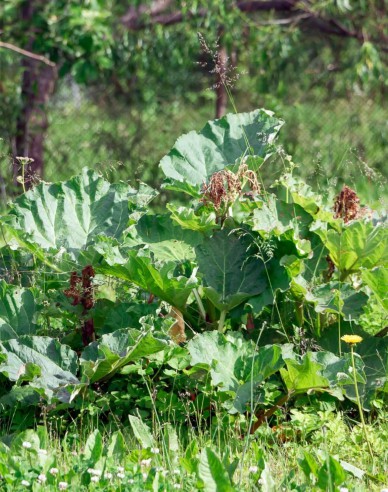 Rubarbă