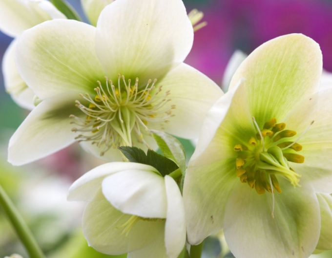 Hellebore de est ´Pretty Ellen White ´