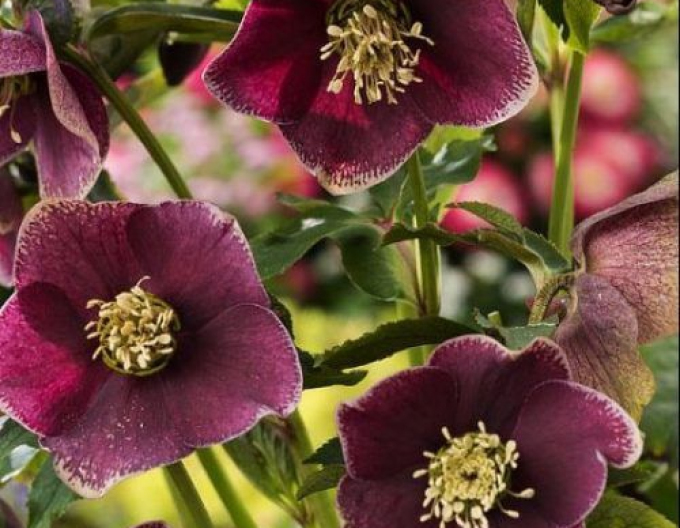 Hellebore de est ´Pretty Ellen Red´
