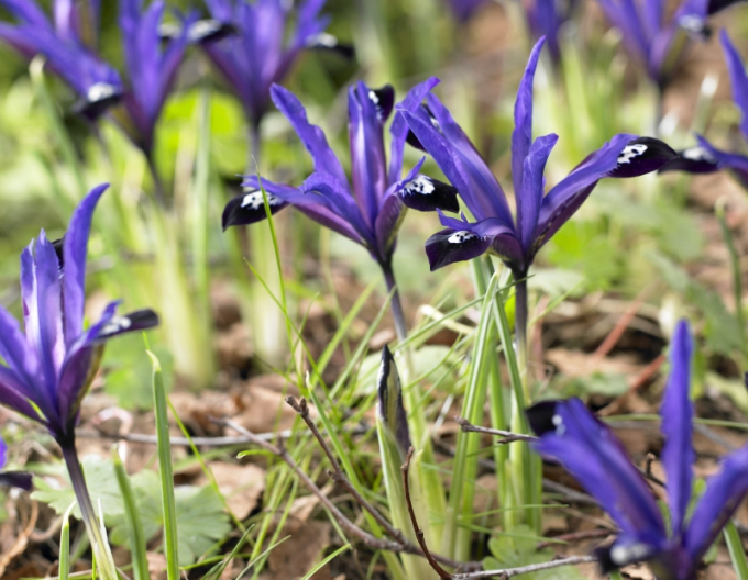 Iris netted