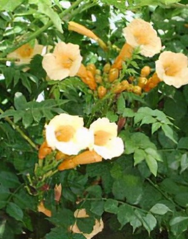 Trompetă ´Flava´