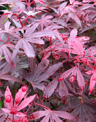 Arțar Atropurpureum