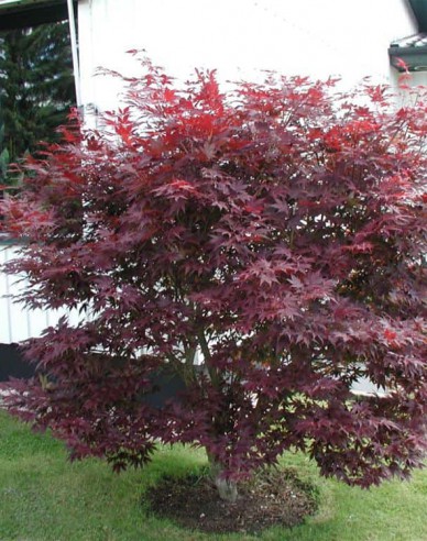 Arțar Atropurpureum