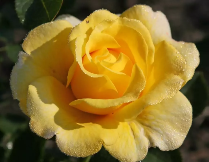 Trandafir Sunmaid