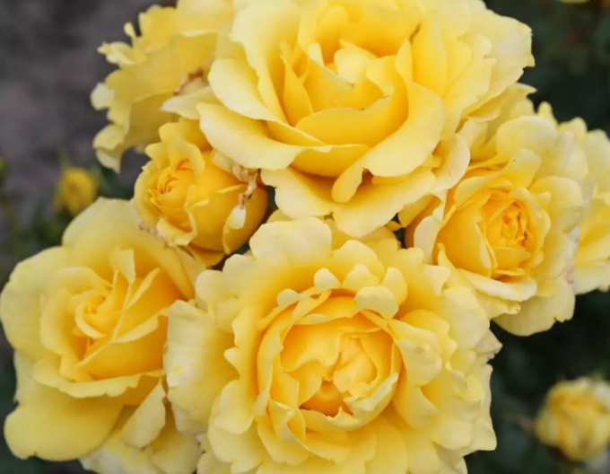 Trandafir Sunmaid