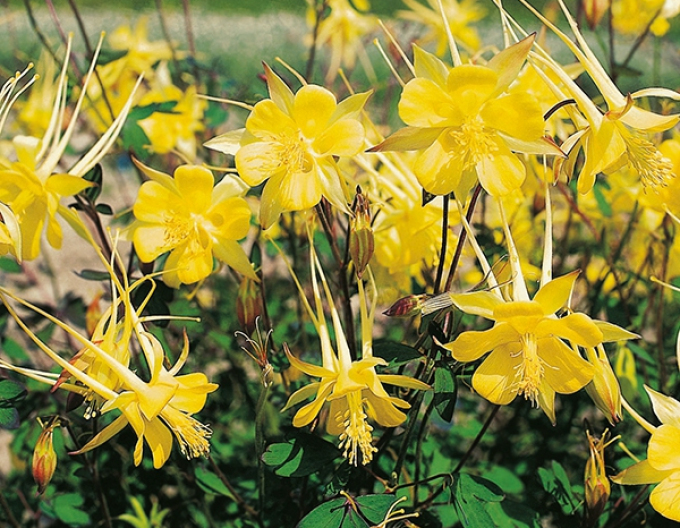 Căldărușe ´Yellow´