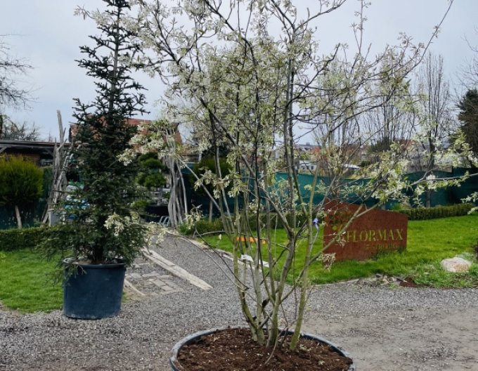 Amelanchier-lamarckov