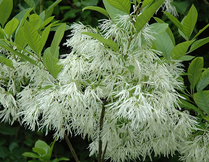 Chionant-arborele zăpezii