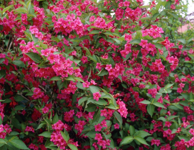 Weigela  BRISTOL RUBY