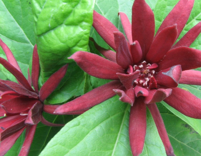 Florida calycanthus