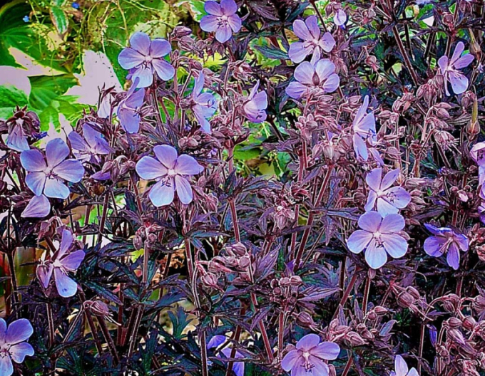 Geranium neagră