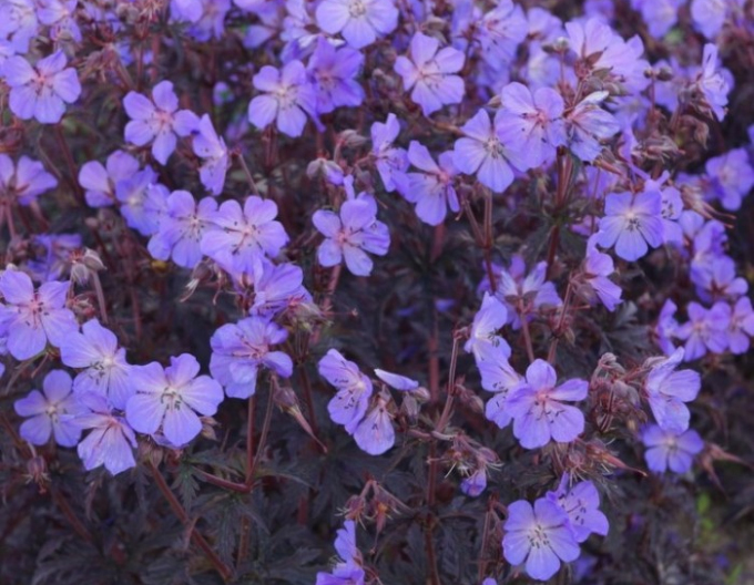 Geranium neagră