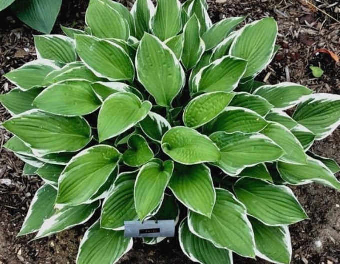 Hosta ´Carol´