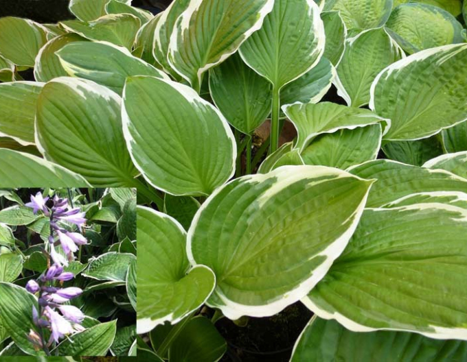 Hosta ´Carol´