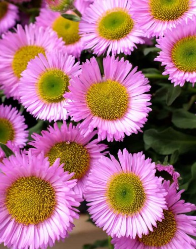 Erigeron ´Sea Breeze´
