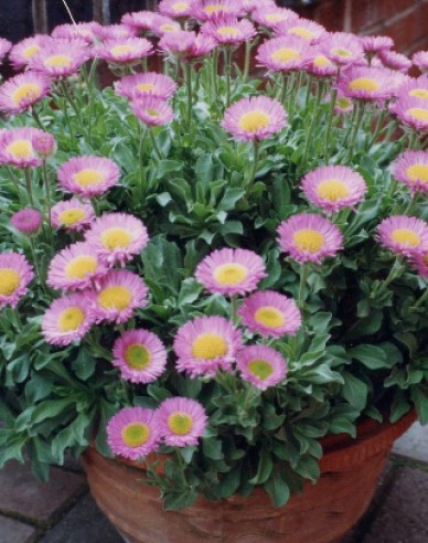 Erigeron ´Sea Breeze´