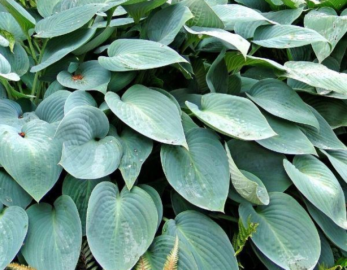 Hosta ´Blue Cadet´