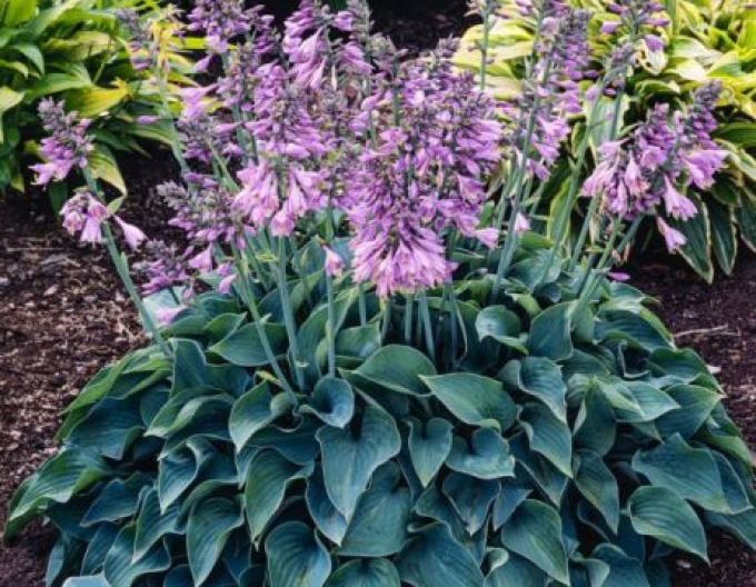 Hosta ´Blue Cadet´