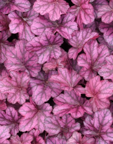 Heuchera ´ Trandafir sălbatic´