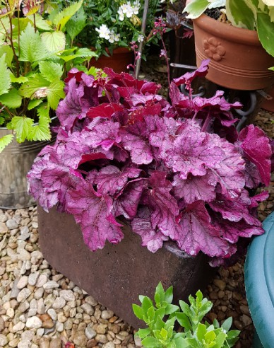 Heuchera ´ Trandafir sălbatic´