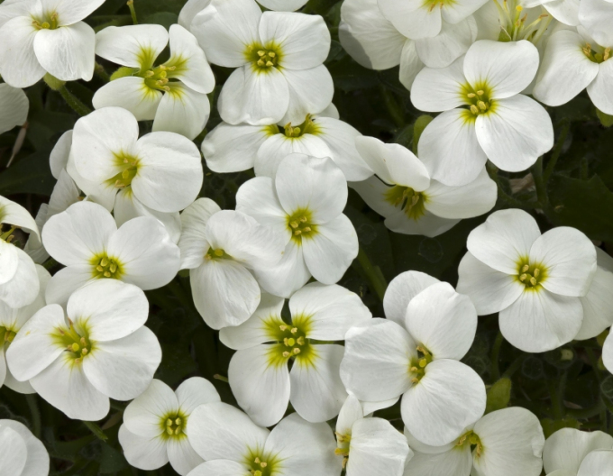 Aubrieta ´White´