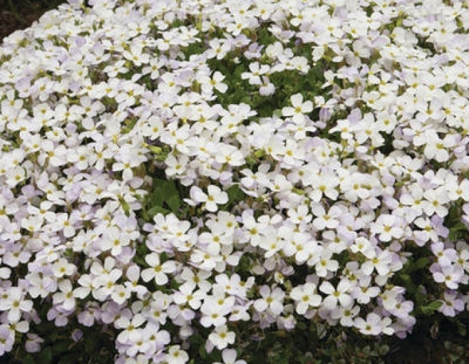 Aubrieta ´White´