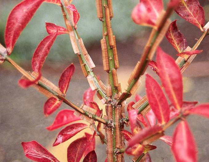 Euonymus alatus 40-50cm