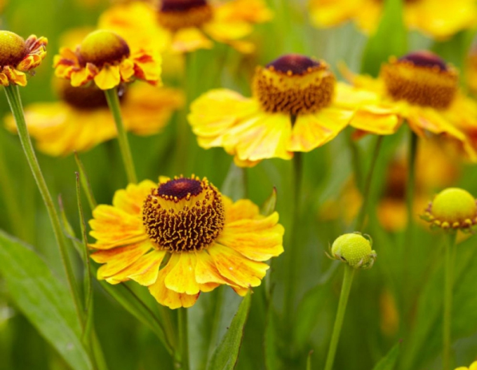 Helenium ´The Bishop´