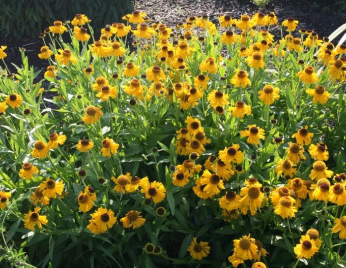 Helenium ´The Bishop´