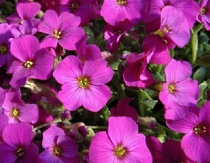 Creast ă de stâncă´Florado Rose Red´