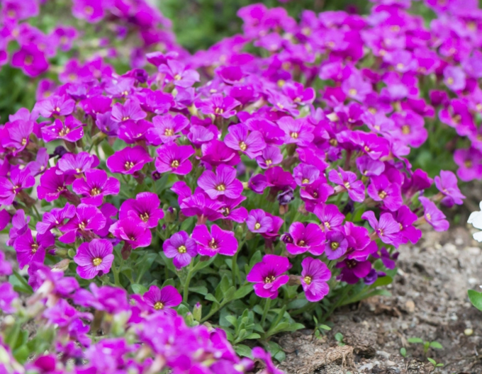 Creast ă de stâncă´Florado Rose Red´