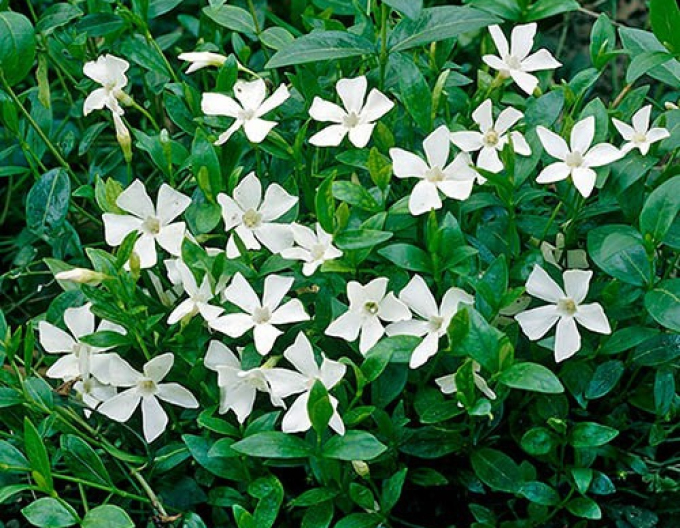 Saschiu Gertrude Jekyll