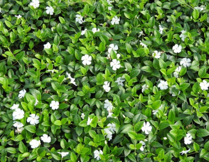 Saschiu Gertrude Jekyll