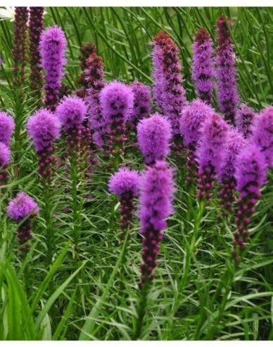 Liatra Floristan Violet