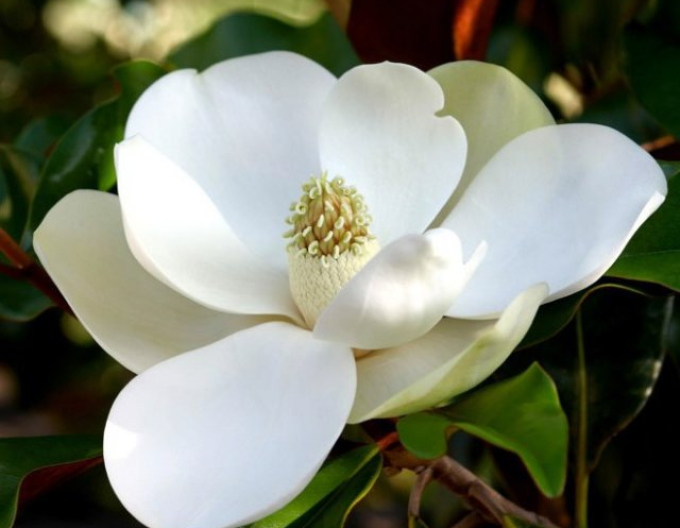 Magnolia cu flori mari ´Brown Beauty´