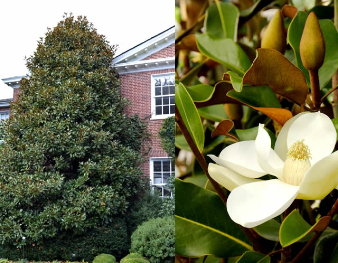 Magnolia cu flori mari ´Brown Beauty´