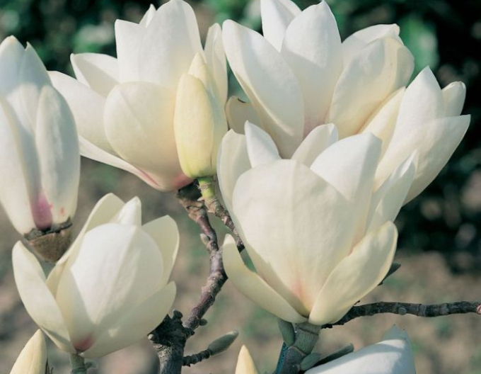 Magnolia ´Manchu Fan´
