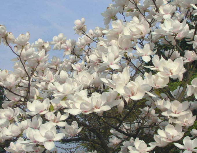 Magnolia ´Manchu Fan´