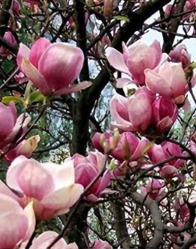 Magnolia ´Satisfacție´