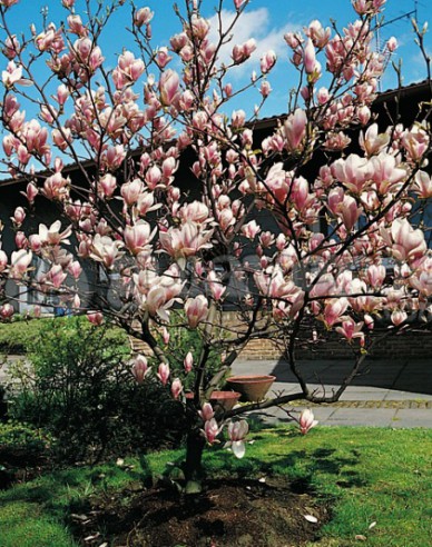 Magnolia ´Satisfacție´
