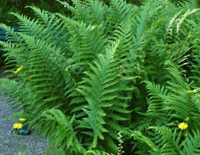 Ferigă  Barnesii mascul