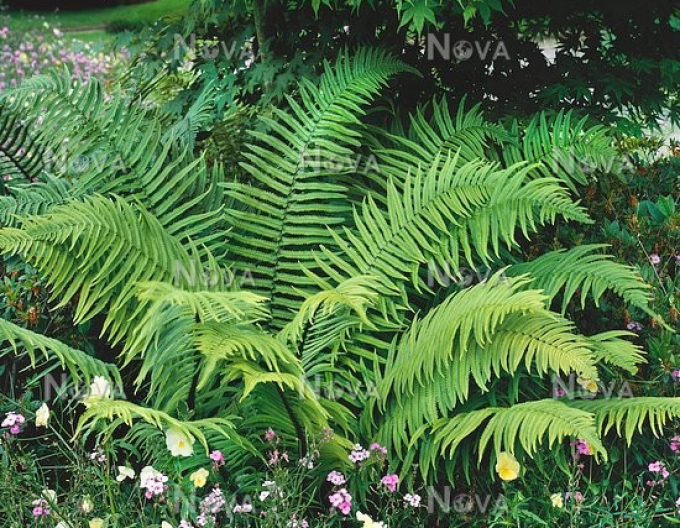 Ferigă  Barnesii mascul