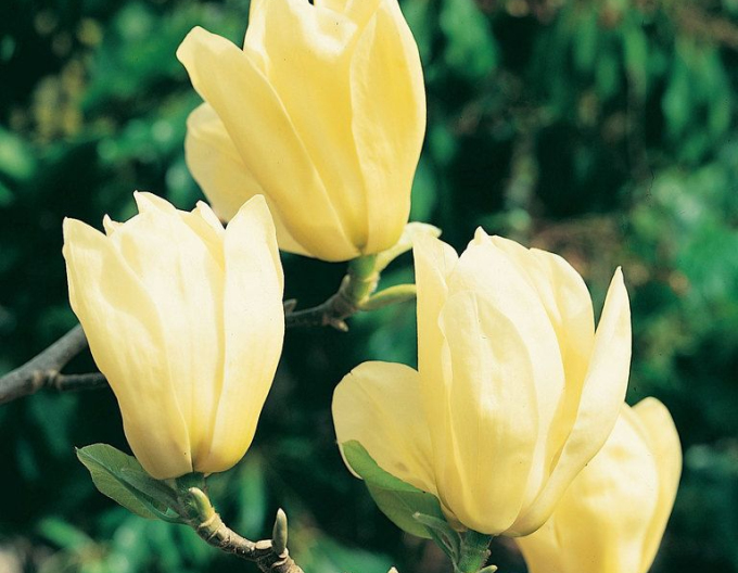 Magnolia ´Elizabeth´